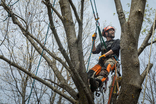 certified arborist tree service