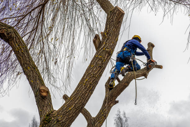 tree service Watsonville