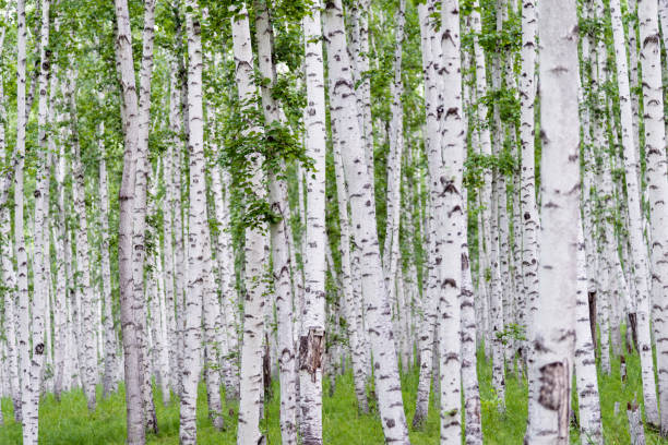 birch trees michigan